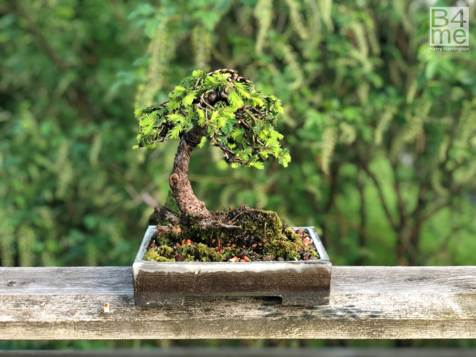Spruce bonsai
